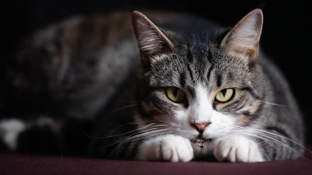为何会梦到死去的猫？