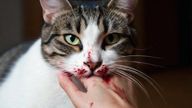 为何会梦到被猫抓伤手出血？梦境背后的心理暗示是什么？