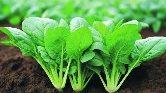 梦到挖地菜