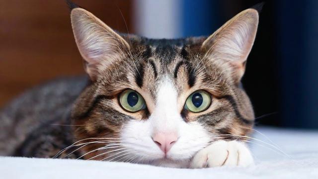 为何我会梦到猫抓我？