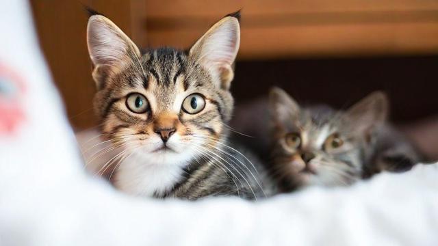 我为什么会梦到一窝猫？
