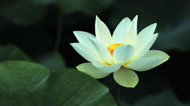为何我会梦到白莲花？