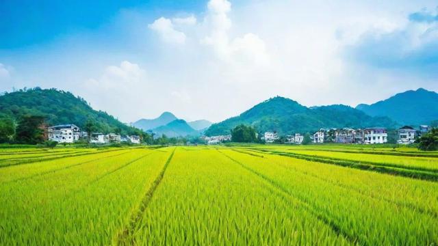 梦到割水稻