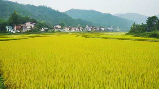 梦到割水稻