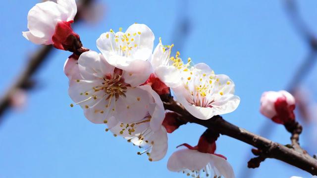 梦到杏花