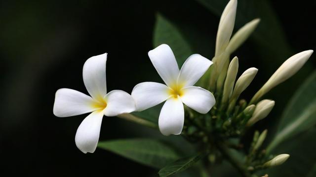 为何我会梦到白合花？