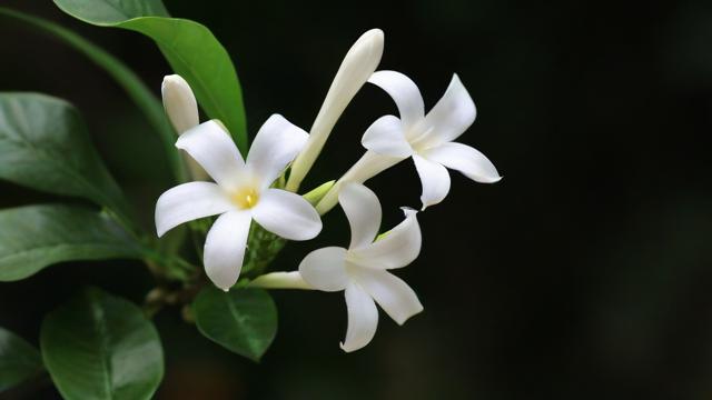梦到白合花