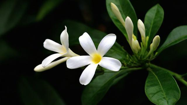 梦到白合花