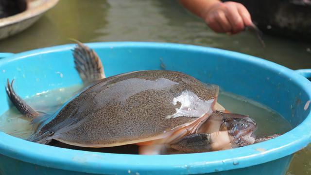 梦到捞甲鱼