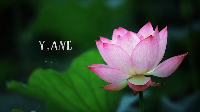 菡在名字中的含义究竟是什么？