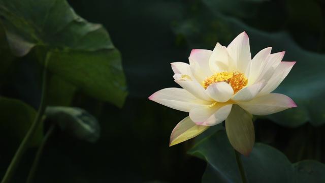 名字中带馨有什么意思是什么