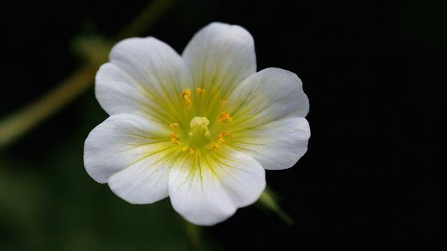 什么名字带花