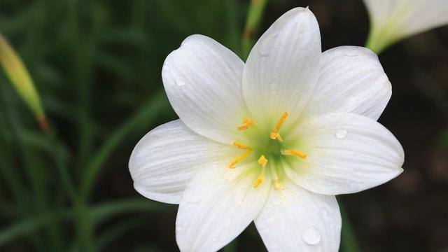 名字中含‘玲’，该如何为其取个独特的花名？