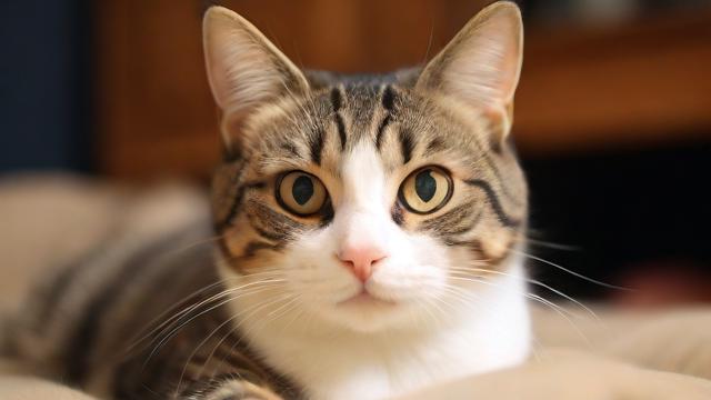 明星给猫取什么名字