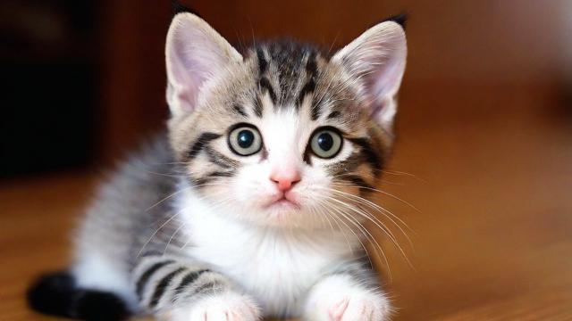 给小猫取什么名字大全，如何为新宠物挑选完美的名字？
